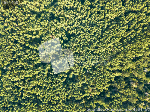 Image of Aerial view of the drone on the greenery of trees on a summer day. Natural background