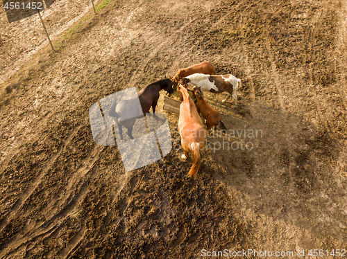 Image of Aerial view from the drone of farm horses grazing and walking on a summer day