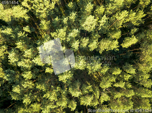 Image of Top view of a summer deciduous forest on a clear summer day. Aerial view with dron like foliage natural background