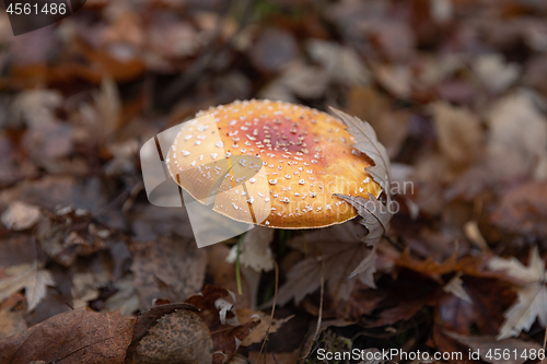 Image of Red poisonous mushrooms in the autumn forest