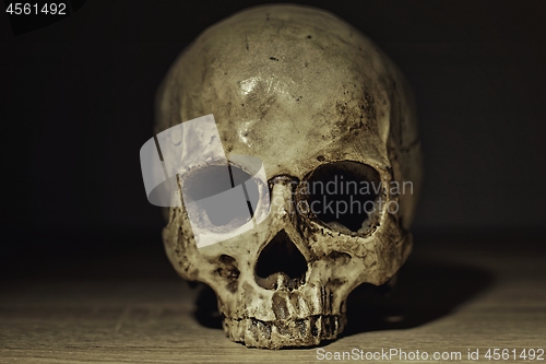Image of Human skull in dim light closeup photo