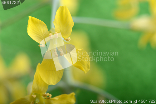 Image of Pistils yellow flower close up on green abstract background