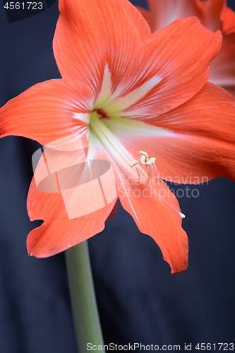 Image of Red lily flower. Abstract background. Close up.