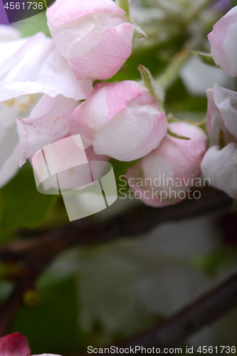 Image of Flowers of the apple blossoms on a spring day