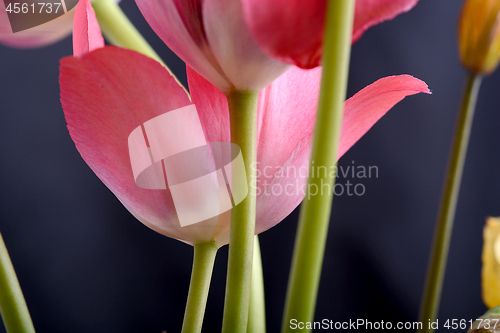 Image of spring flowers banner - bunch of pink tulip flowers on black background