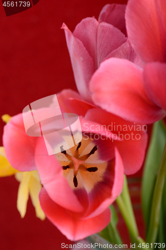 Image of spring flowers banner - bunch of red tulip flowers on red background