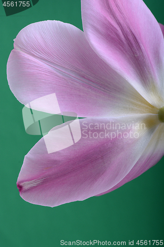 Image of Close-up single pink tulip flower isolated on abstract background