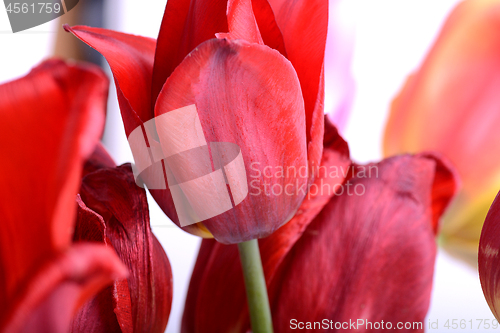 Image of Beautiful flowers background. Closeup and amazing view of growing red tulips flower