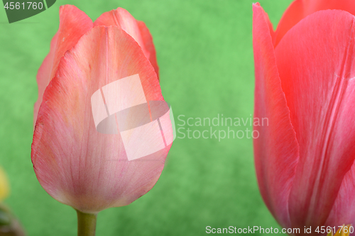 Image of spring flowers banner - bunch of red tulip flowers on green background