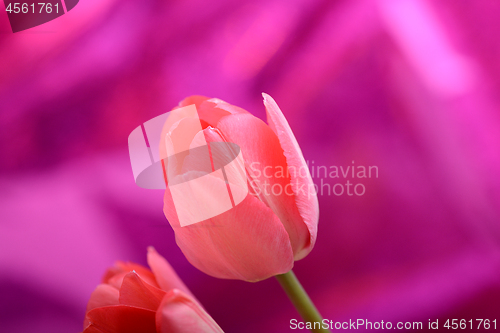 Image of spring flowers banner - bunch of pink tulip flowers on red background