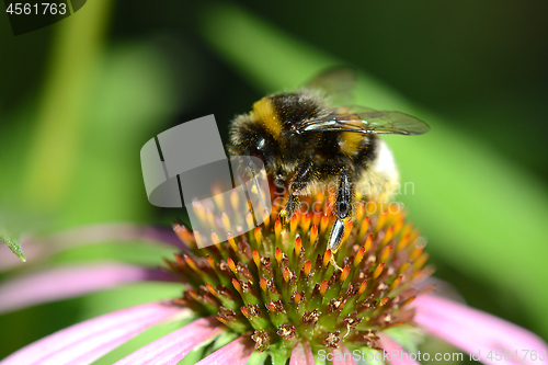 Image of bumble bee flying to flower