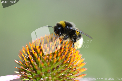 Image of bumble bee flying to flower