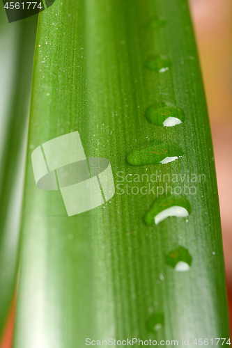 Image of Drops Water on Green Leaves. Macro Close Up