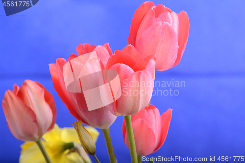 Image of spring flowers banner - bunch of red tulip flowers on blue background