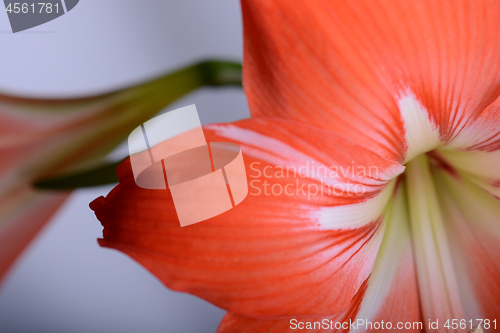 Image of Red lily flower. Abstract background. Close up.