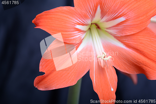 Image of Red lily flower. Abstract background. Close up.