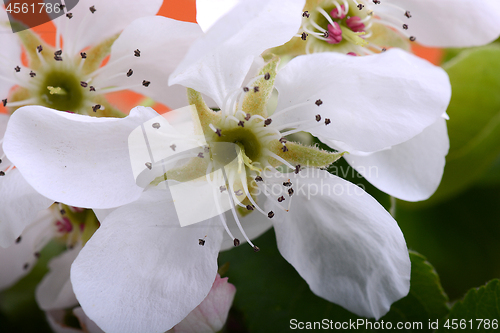 Image of Flowers of the apple blossoms on a spring day