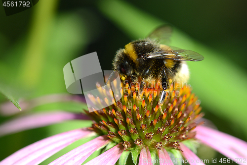 Image of bumble bee flying to flower