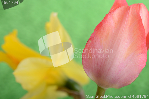 Image of spring flowers banner - bunch of red tulip flowers on green background