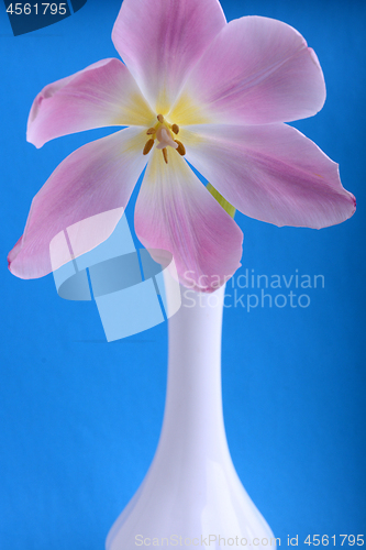Image of Pink tulips in vase isolated on abstract blue background