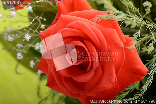 Image of single red rose background, close up shot, valentine day concept.