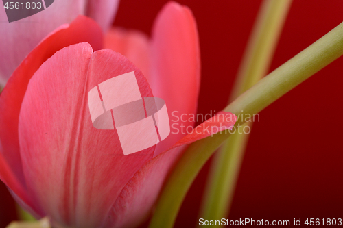 Image of spring flowers banner - bunch of red tulip flowers on red background