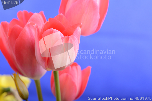 Image of spring flowers banner - bunch of red tulip flowers on blue background