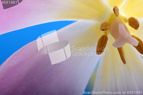 Image of Close-up single pink tulip flower isolated on abstract background