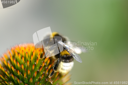 Image of bumble bee flying to flower