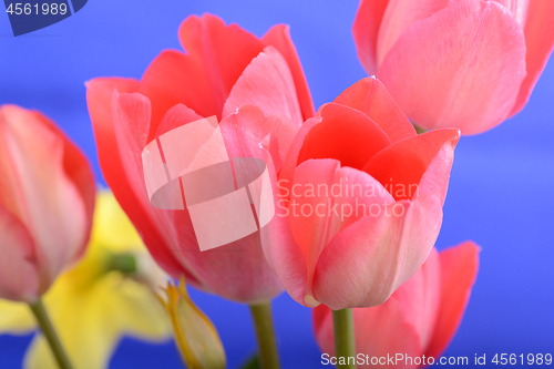 Image of spring flowers banner - bunch of red tulip flowers on blue background