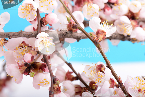 Image of Flowers of the apple blossoms on a spring day