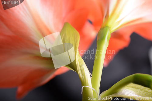 Image of Red lily flower. Abstract background. extreme close up