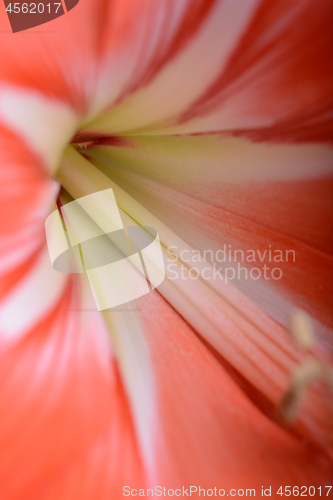 Image of Red lily flower. Abstract background. extreme close up