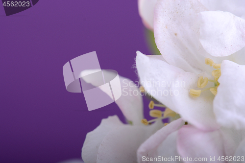 Image of Spring Cherry blossoms, white flowers.