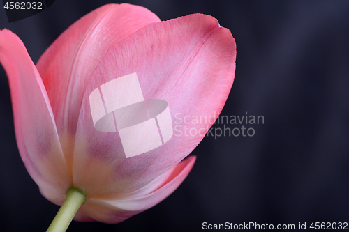 Image of spring flowers banner - bunch of pink tulip flowers on black background