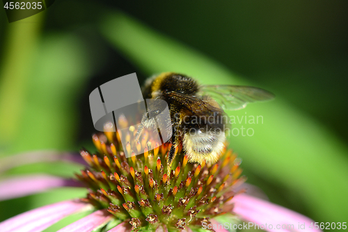 Image of bumble bee flying to flower