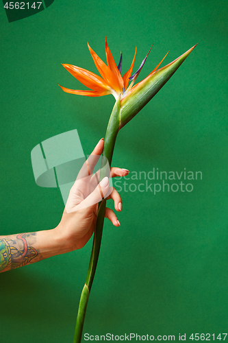 Image of Exotic strelitzia flower in a woman\'s hand with tattoo on a green background, copy space. Postcard for Mother\'s Day.