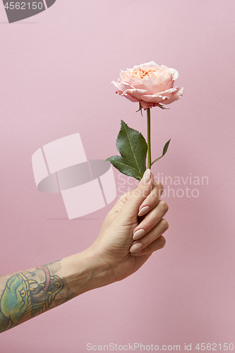 Image of Woman\'s hand with tattoo holds a pink rose on a pink background with copy space. Postcard layout