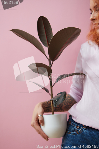 Image of Red-haired happy girl with a tattoo holding a flowerpot with a ficus plant on a pink background with space for text. Present