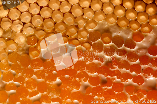 Image of Macro photo eco friendly honey in wax comb. Creative food layout. Flat lay