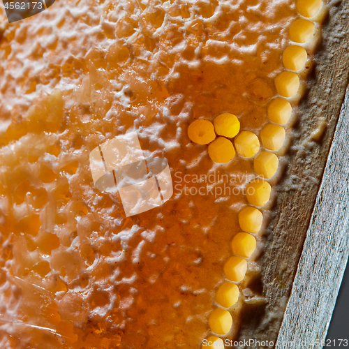 Image of Macro photo of organic honey in honeycombs. Healthy food