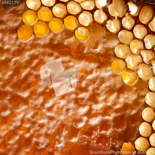 Image of Macro photo of wax honeycombs with organic honey. Healthy product. Top view