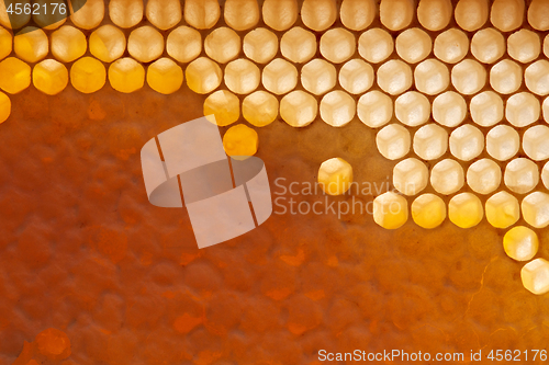 Image of Fresh organic honey in wax comb. Macro photo of organic product. Flat lay