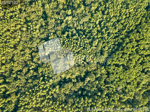 Image of Green natural background of deciduous forest on a sunny day. Aerial view from the drone