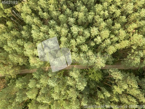 Image of Aerial view from the drone of a natural forest with a dirt road. Foliage background as a layout. Top view