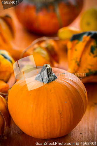 Image of Fall Still Life with pumpkins and gourds 