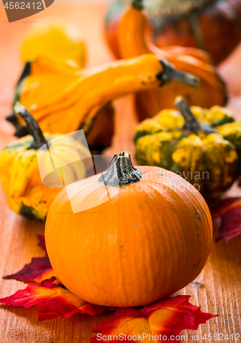 Image of Fall Still Life with pumpkins and gourds 