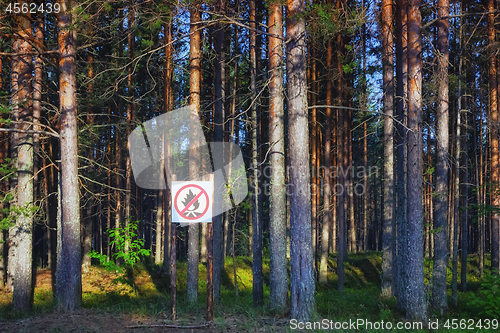 Image of No Fire Sign In A Pine Forest