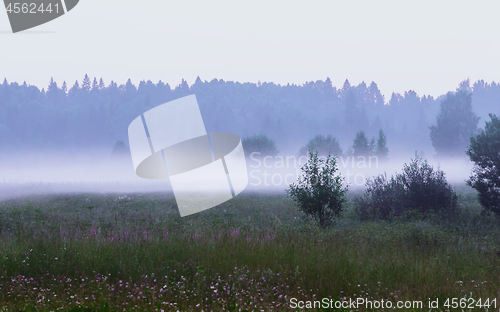 Image of Foggy Morning at the Forest Lawn