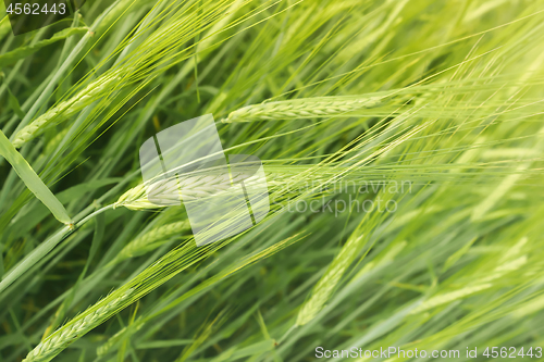 Image of Crop Of Barley In The Field Closeup